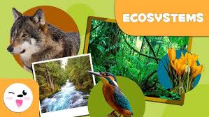 3. Ecosystems